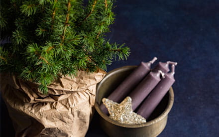 Sapins de Noël en pot : écolos, vivants et durables