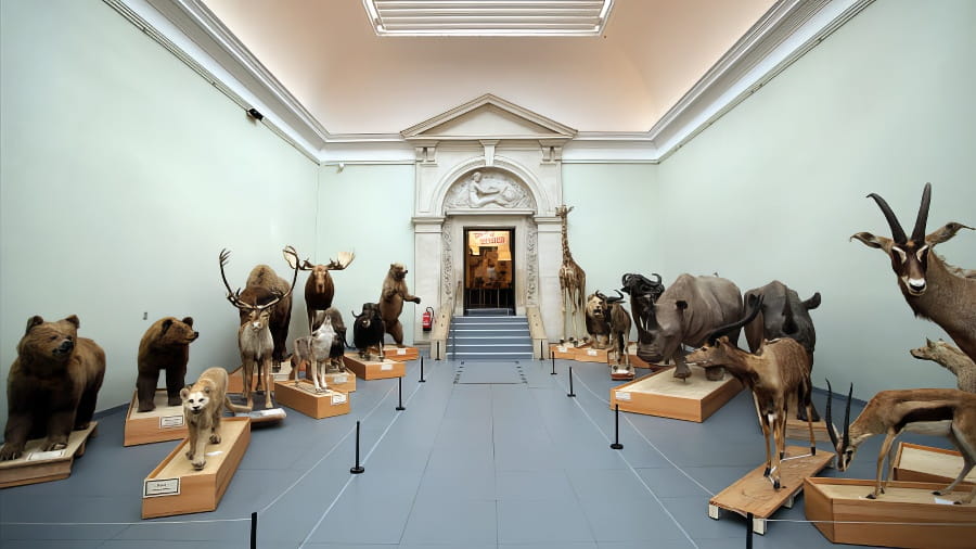 Musée cantonal de zoologie à Lausanne