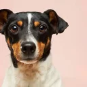 Comment adopter un animal en Suisse romande ? Refuges SPA