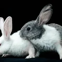 Les animaleries en Suisse romande - Comment acheter un animal