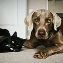 Les animaux en Suisse romande - Éleveurs et animaleries