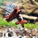 Cervelas : la saucisse nationale suisse - Composition et histoire