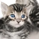 Élevages de chats en Suisse romande : adresses et conseils