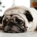 Les chiens en Suisse romande : nourriture, éleveurs et éducation