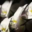 Les fleuristes en Suisse romande - Livraison de fleurs à domicile