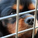 Protection des animaux Suisse romande : SPA et associations