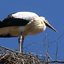 Vidéo Soleure en Suisse : ville baroque et Aar