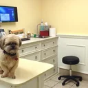 Vétérinaires en Suisse romande : services et santé animale